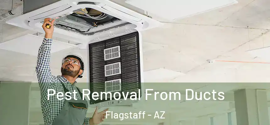 Pest Removal From Ducts Flagstaff - AZ